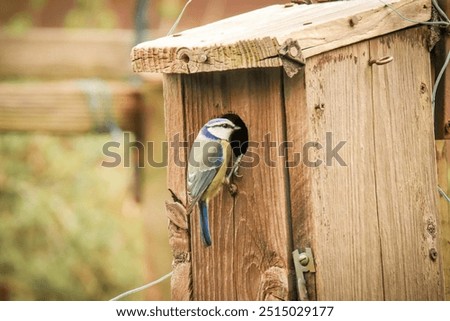a blue tit inspecting a nesting box