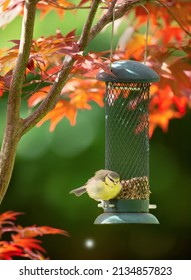 Blue Tit Juvenile Feeding On Sunflower Seed From A Bird Feeder, UK.