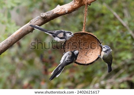 Blue Tit and Long tailed Tit  perched in a coconut shell