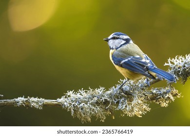 Blue tit looking up in the forest, on a beautiful branch and stunning morning light
