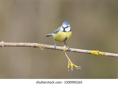 Blue tit on a branch - Shutterstock ID 1500985265