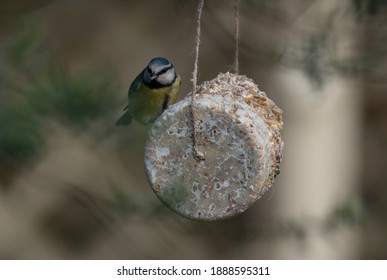 Blue Tit On A Homemade Suet Cake