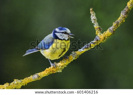 Similar – Eurasian Blue Tit