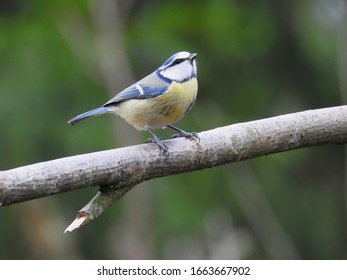Blue tit on tree branch
