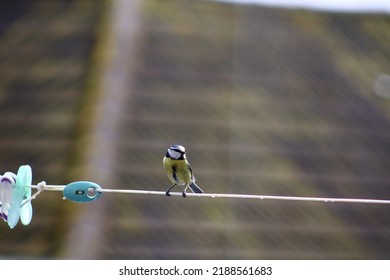 Blue Tit On A Washing Line
Garden - Spring 2022