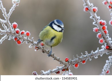 Blue tit Parus caeruleus, On berries in frost, Midlands, winter               
