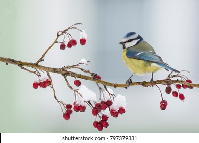 Blue tit, Parus caeruleus, single bird on red berries