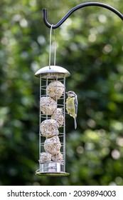 A Blue Tit Perched On A Bird Feeder, Eating Suet Balls