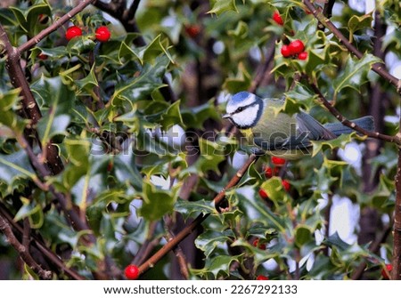 Blue tit perched on the branch of a holly bush surrounded by red berries