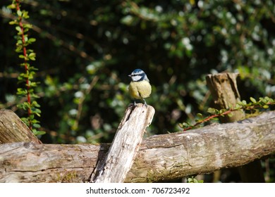 A blue tit perched on a post. - Shutterstock ID 706723492
