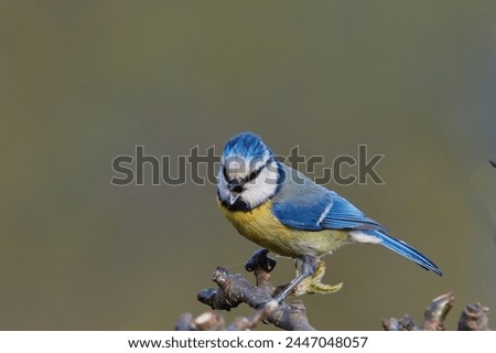 Similar – Eurasian Blue Tit