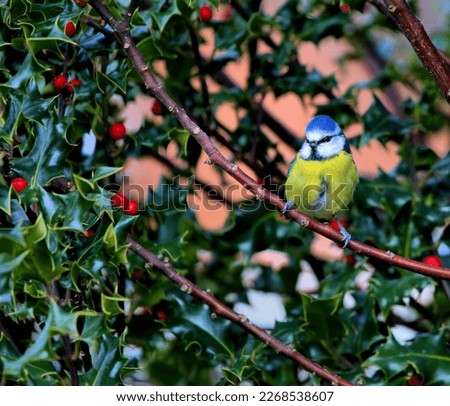 Blue tit surrounded by red berries gazing out from a holly bush