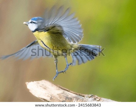 A Blue tit taking off from a branch, with a seed in its beak. Scientific name: Cyanistes Caeruleus.