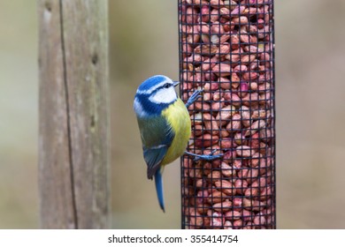 Blue Tit That Sits On A Bird Feeder With Nuts In The Garden