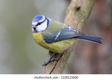 Blue Tit Tree