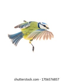 Blue Titmouse (Parus caeruleus) in flight. Isolated on a white background, close up
