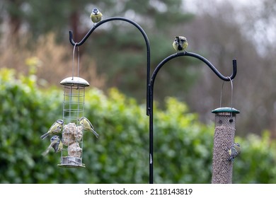 Blue Tits Eating Suet And Seeds From Bird Feeders