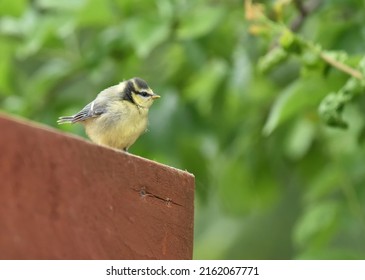 Blue Tits In An English Garden