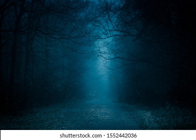 Blue toned mysterious road through forest among high trees. Footpath in the dark, foggy, autumnal, misty forest.