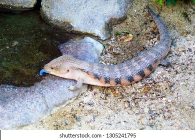 Blue Tongued Skink drinking water