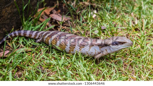 Blue tongued Skink in a garden, Upper Hunter\
Valley, NSW, Australia.