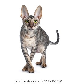 2,294 Cornish Rex Kitten Images, Stock Photos & Vectors | Shutterstock