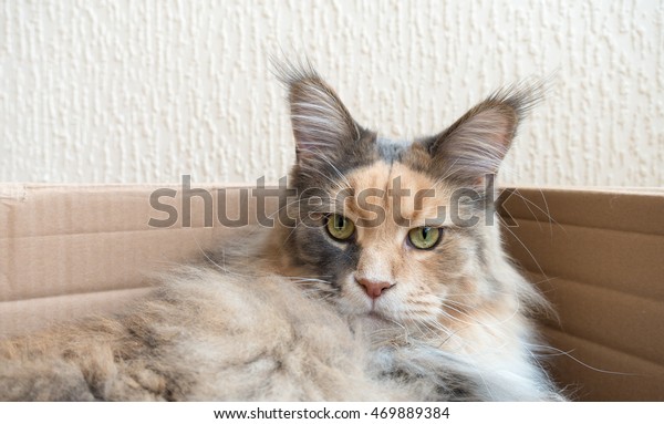 Blue Tortie Tabby White Maine Coon Stock Photo Edit Now 469889384