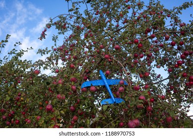 Blue Toy Airplane Stuck In The Branches Of An Apple Tree