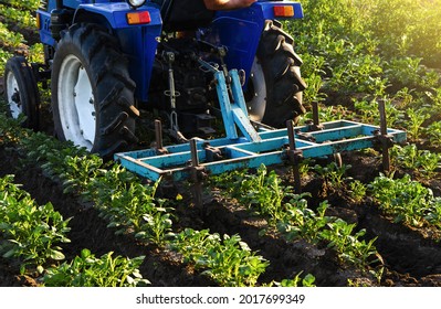 Blue tractor with a plow is cultivating a field of potatoes. Agroindustry equipment. Farm machinery. Crop care, soil quality improvement. Plowing and loosening ground. Field work cultivation. - Shutterstock ID 2017699349