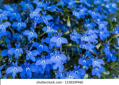 Lobelia の画像 写真素材 ベクター画像 Shutterstock