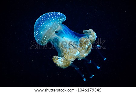 Blue transparent jellyfish floats through water