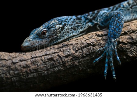 Blue tree monitor close up portrait isolated on black background. Threatened reptile species Varanus macraei. Beautiful blue colored lizard lying on the tree branch.