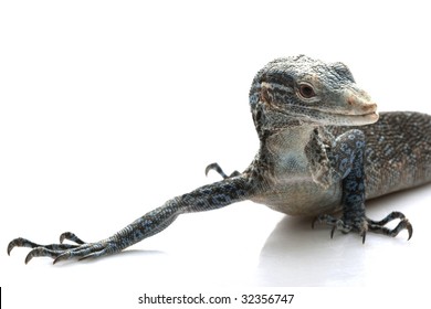 Blue Tree Monitor Lizard (Varanus Macraei) Isolated On White Background.