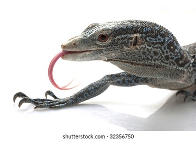 Blue Tree Monitor Lizard (Varanus Macraei) Isolated On White Background.