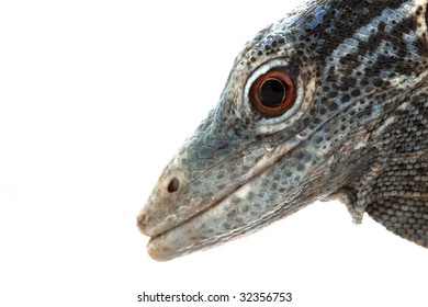 Blue Tree Monitor Lizard (Varanus Macraei) Isolated On White Background.