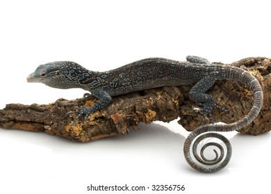 Blue Tree Monitor Lizard (Varanus Macraei) Isolated On White Background.