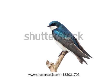 Blue tree swallow with white background