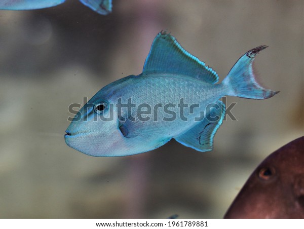 blue\
triggerfish is swimming in marine aquarium. Pseudobalistes fuscus\
(rippled triggerfish, yellow-spotted triggerfish) is marine\
ornamental fish belonging to the family Balistidae.\
