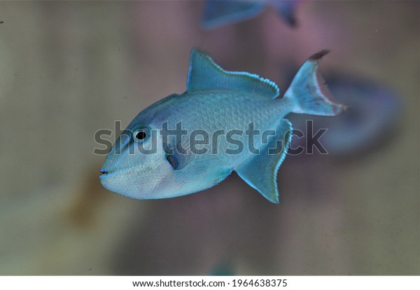 blue
triggerfish is swimming in marine aquarium. Pseudobalistes fuscus
(rippled triggerfish, yellow-spotted triggerfish) is marine
ornamental fish belonging to the family Balistidae.
