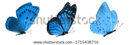  blue tropical butterflies isolated on a white background. moths for design