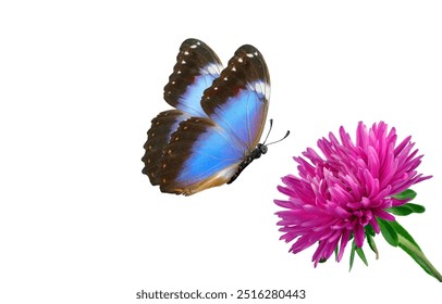 blue tropical morpho butterfly and purple aster flower isolated on white. copy space - Powered by Shutterstock