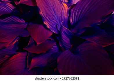 Blue Tropical Plant Glowing Neon Red Spring Background