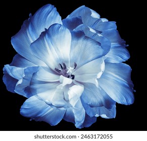 Tulipán azul  