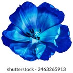Blue tulip.  Flower on a  white isolated background.  For design.  Closeup.  Nature.