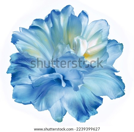 Blue  tulip flower  on white isolated background with clipping path. Closeup. For design. Nature.