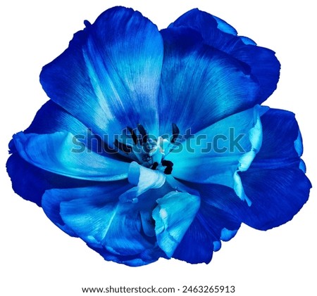 Similar – Image, Stock Photo Blue flower with a dagger wasp sitting on it