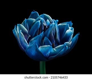 Blue Tulip Flower With Pollen. Black Background. Close-up.