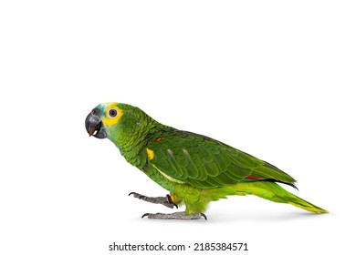 Blue or turquoise fronted Amazone parrot aka Amazona aestiva, walking side ways. Looking to the side showing profile. Isolated on a white background.