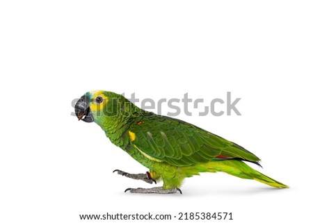 Blue or turquoise fronted Amazone parrot aka Amazona aestiva, walking side ways. Looking to the side showing profile. Isolated on a white background.