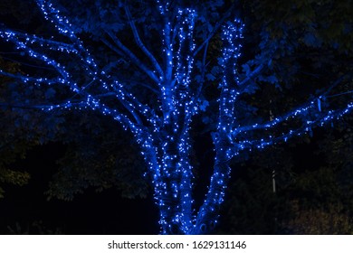 Blue Twinkling Lights In Tree 